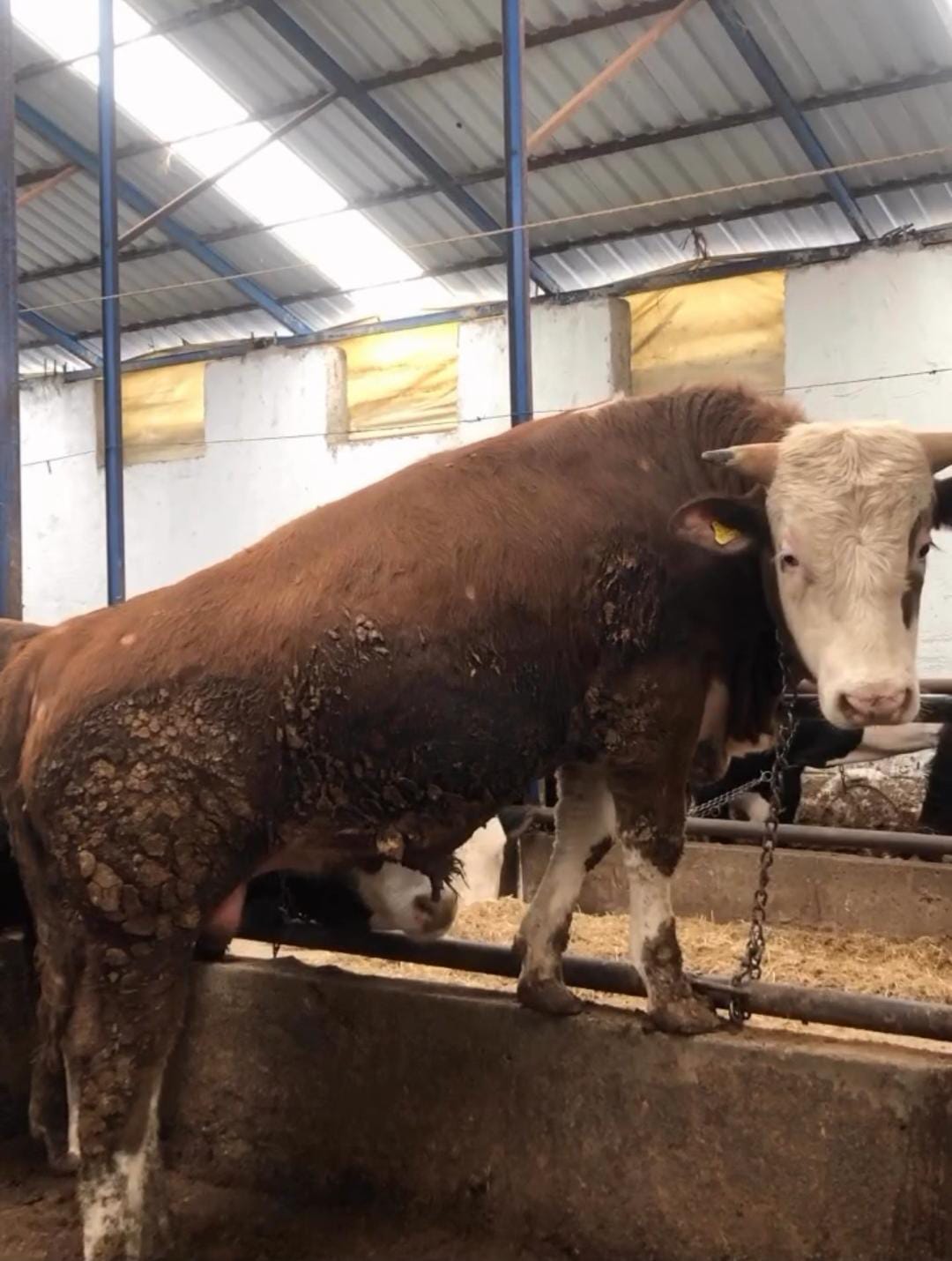 Gündüzler Besi Çiftliği